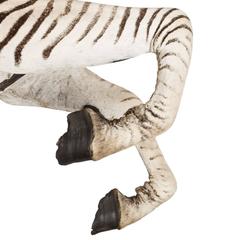 Rare African Taxidermy Large Rearing Burchell Zebra