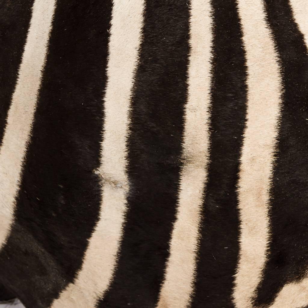 Rare African Taxidermy Large Rearing Burchell Zebra 3