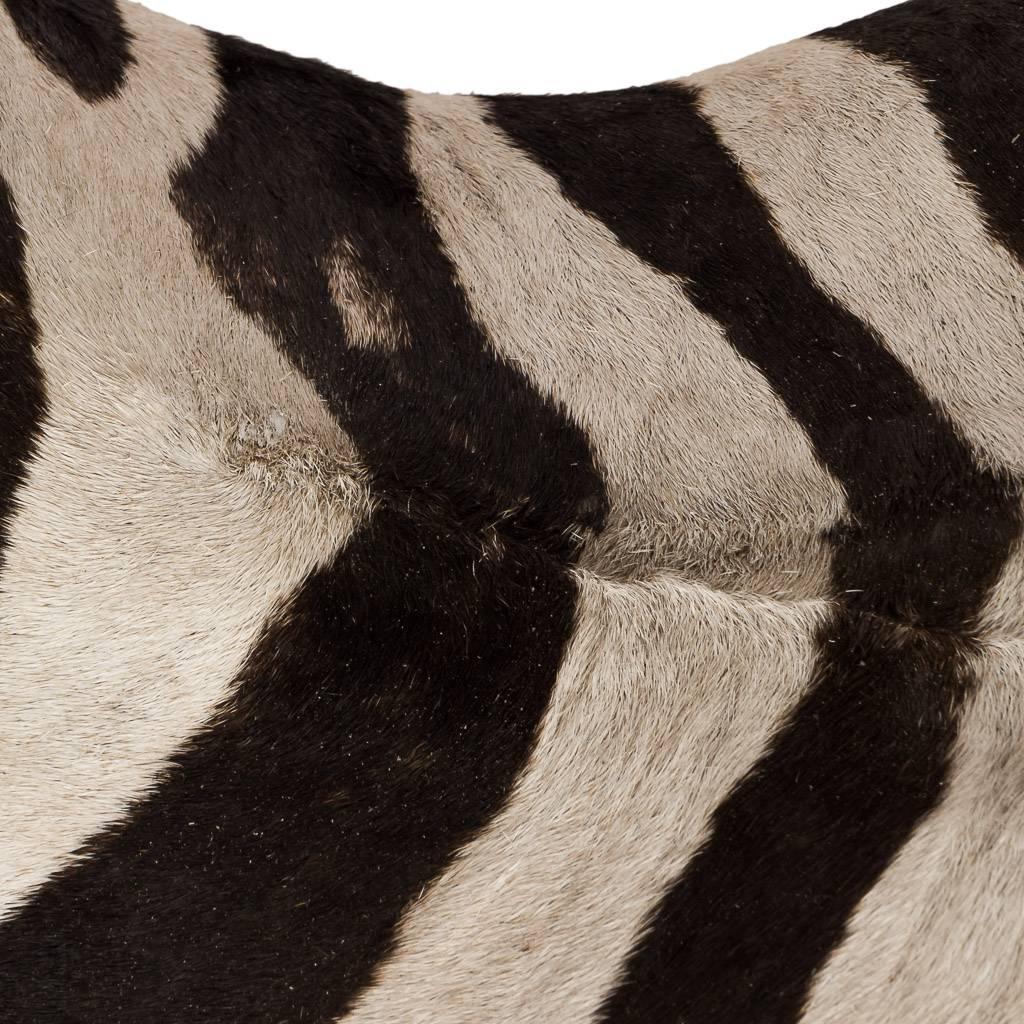 Animal Skin Rare African Taxidermy Large Rearing Burchell Zebra