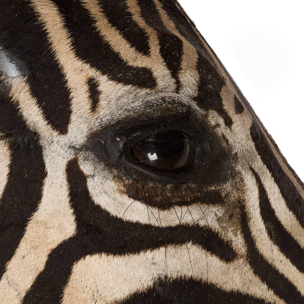 Rare African Taxidermy Large Rearing Burchell Zebra 1