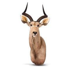 20th Century African Taxidermy Large Kudu Shoulder Mount