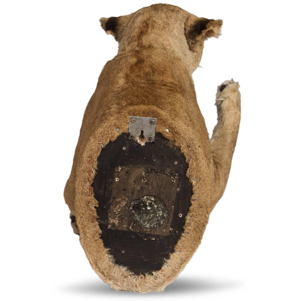Genuine African taxidermy hunting lioness half mount, extremely large and well preserved, designed to be fixed to a wall.

N.B. THIS ITEM IS LISTED UNDER CITIES APPENDIX II. IT CANNOT BE SOLD OUTSIDE THE EUROPEAN UNION WITHOUT A RE-EXPORT