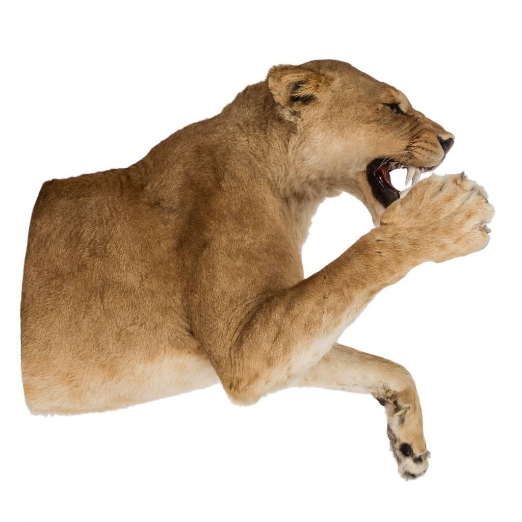 Rare African Taxidermy Lioness Half Mount In Excellent Condition In Royal Tunbridge Wells, Kent
