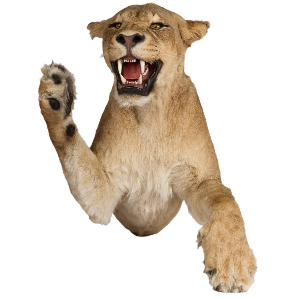 20th Century Rare African Taxidermy Lioness Half Mount