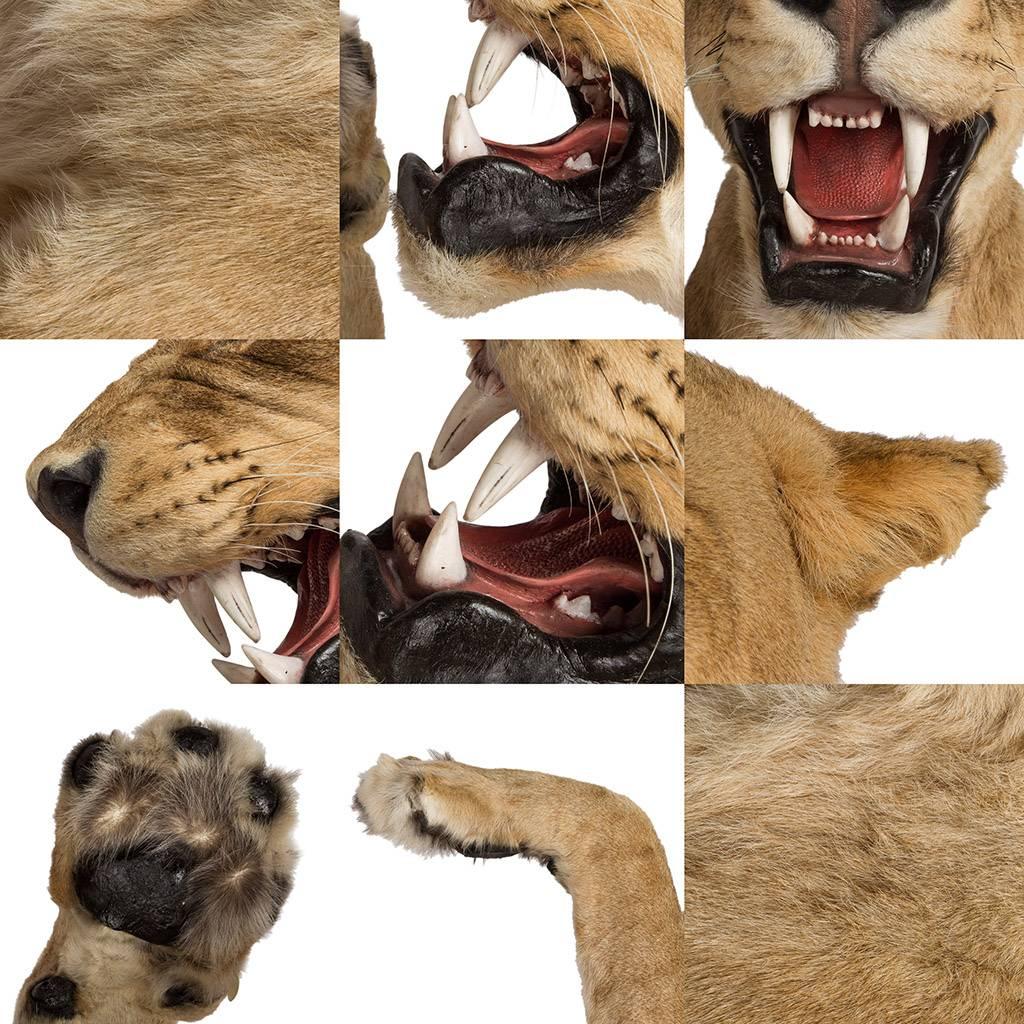 Rare African Taxidermy Lioness Half Mount 3