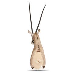 20th Century African Taxidermy Large Rearing Half Gemsbok Mount