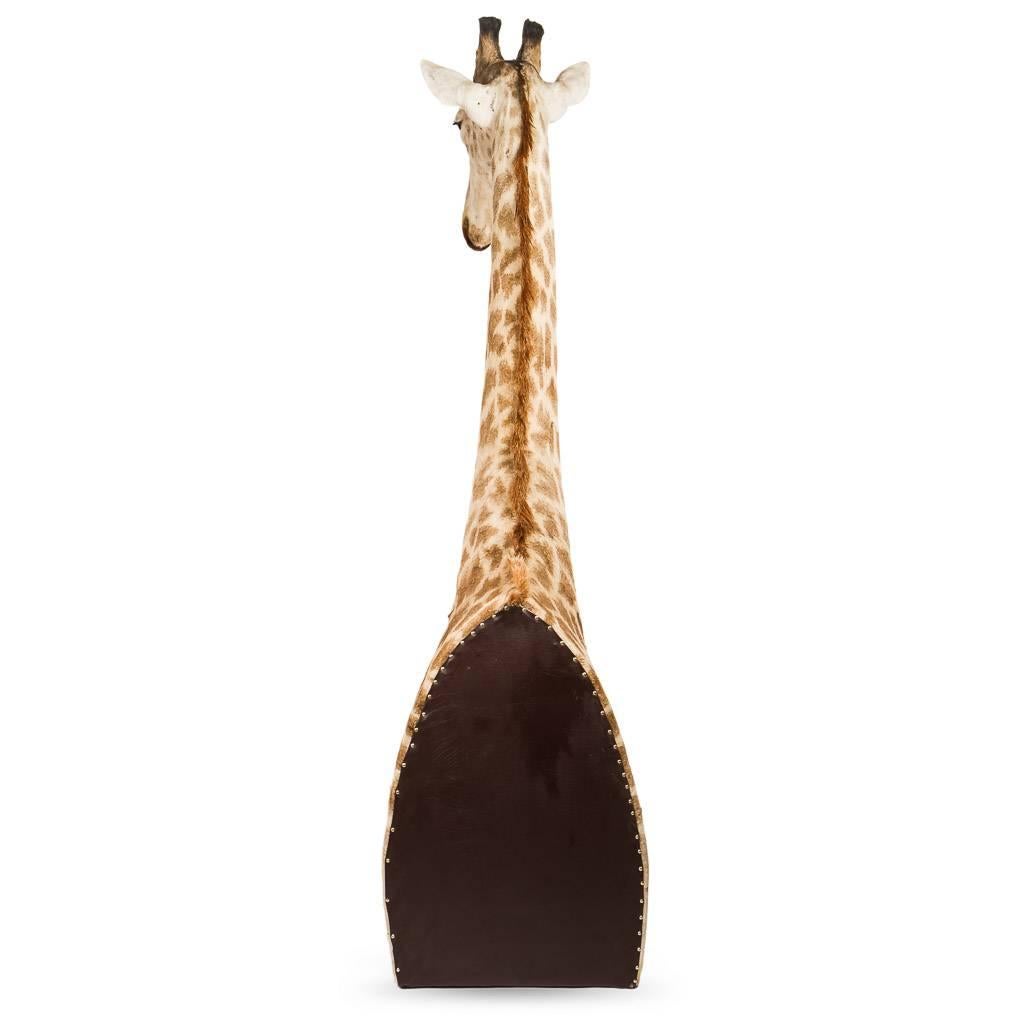 * * * Our company policy is not to ship any taxidermy items to the USA. We apologise from any inconvenience this may cause. * * *


Genuine African taxidermy part giraffe, particularly large (280 centimetres tall) and extremely well preserved,