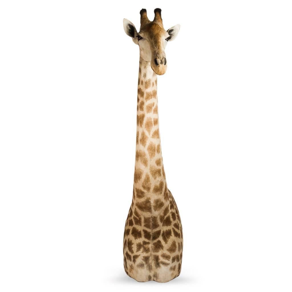 Rare African Taxidermy Massive Tall Part Giraffe In Good Condition In Royal Tunbridge Wells, Kent