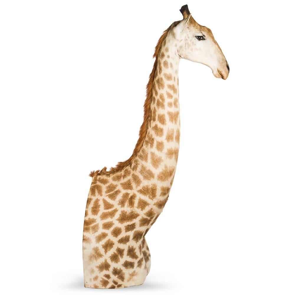 Contemporary Rare African Taxidermy Massive Tall Part Giraffe