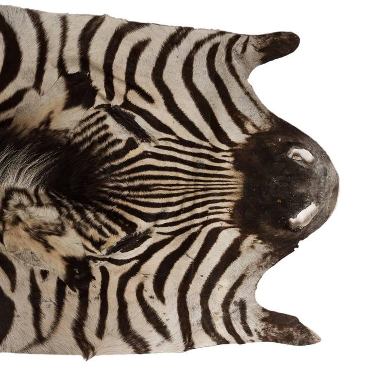 Genuine Large African Burchell Zebra Skin For Sale at 1stdibs