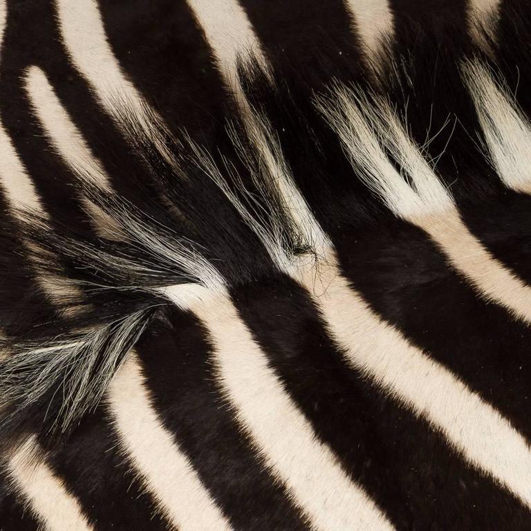 Genuine Large African Burchell Zebra Skin For Sale at 1stdibs