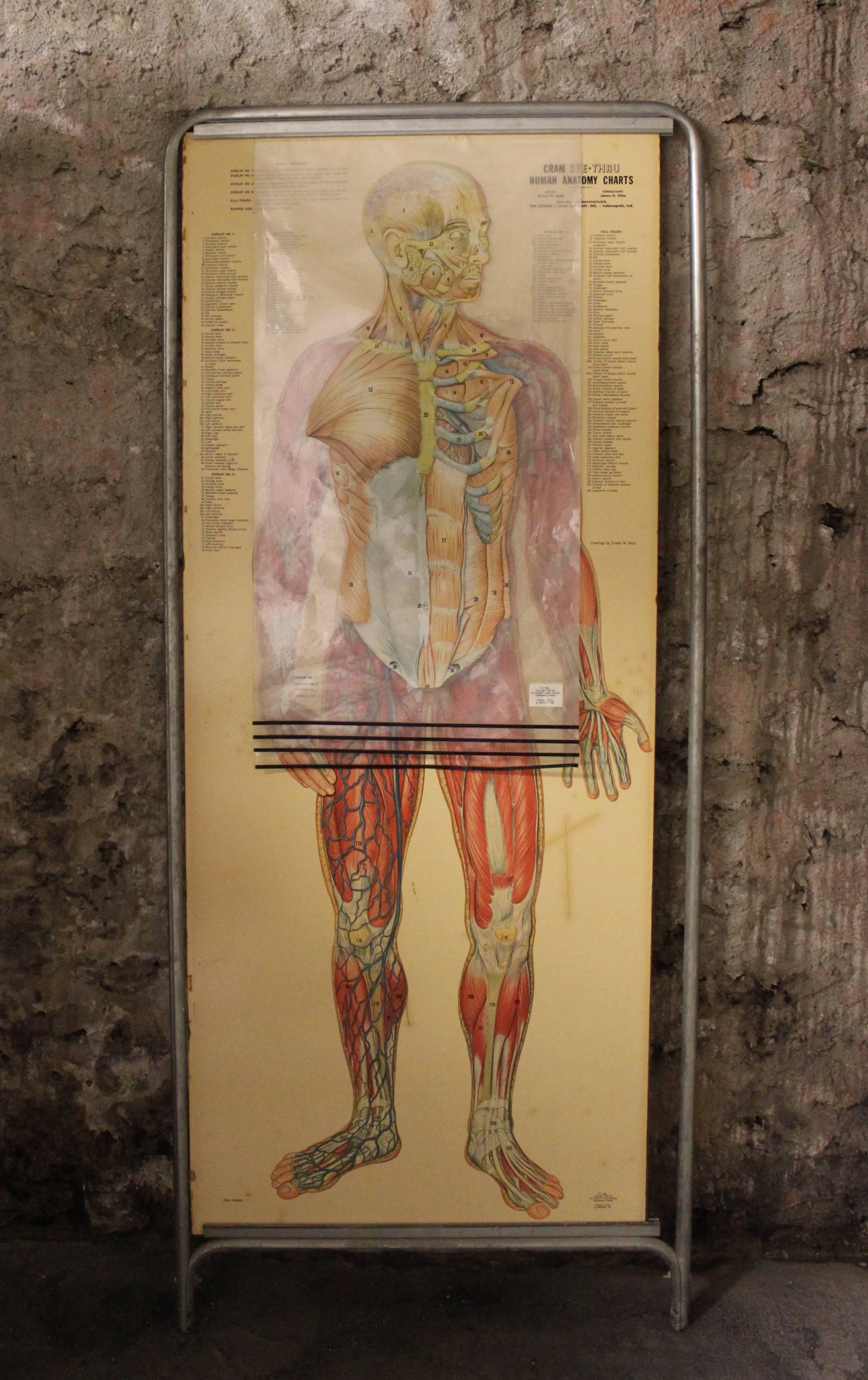 Il s'agit d'une fantastique planche d'anatomie double face avec quatre superpositions distinctes montrant le corps humain en différentes couches. Intitulée The Thin Man, cette pièce a été produite par la George F. Cram Company d'Indianapolis, dans
