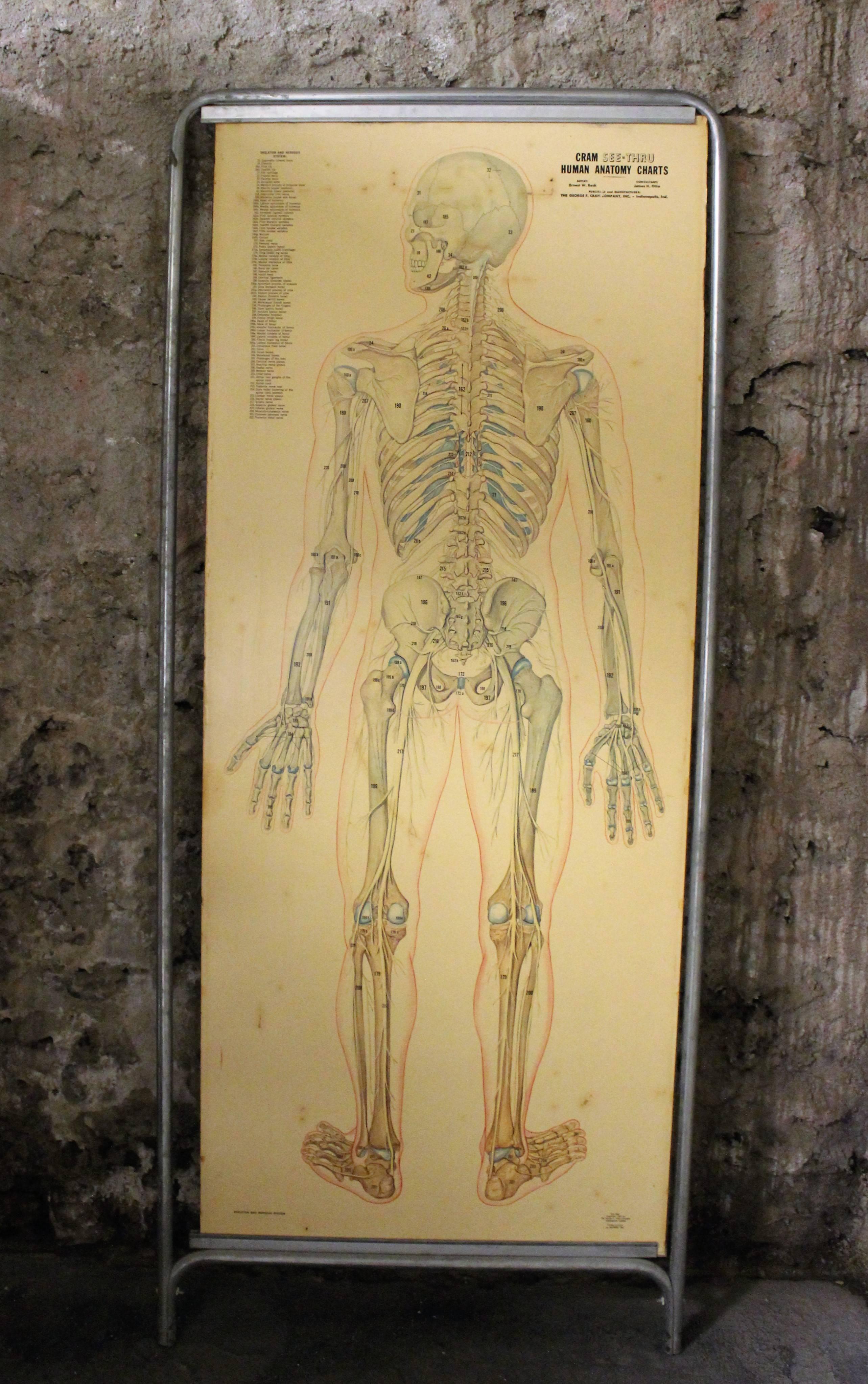 American Medical Anatomy Chart Titled 'Thin Man' For Sale