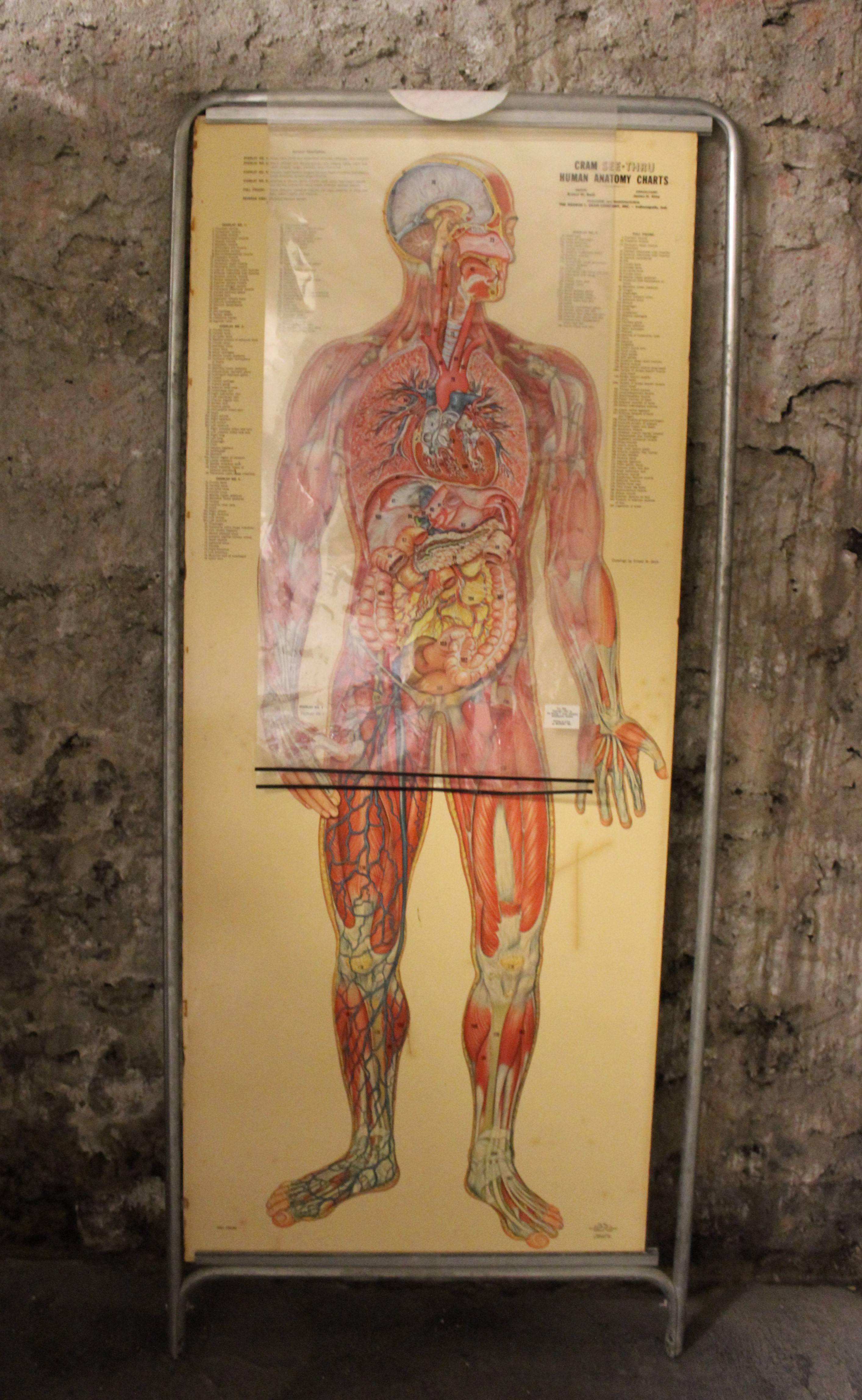 Medizinische Anatomiekarte mit dem Titel „Zinkenmann“ im Zustand „Relativ gut“ im Angebot in Hamilton, Ontario