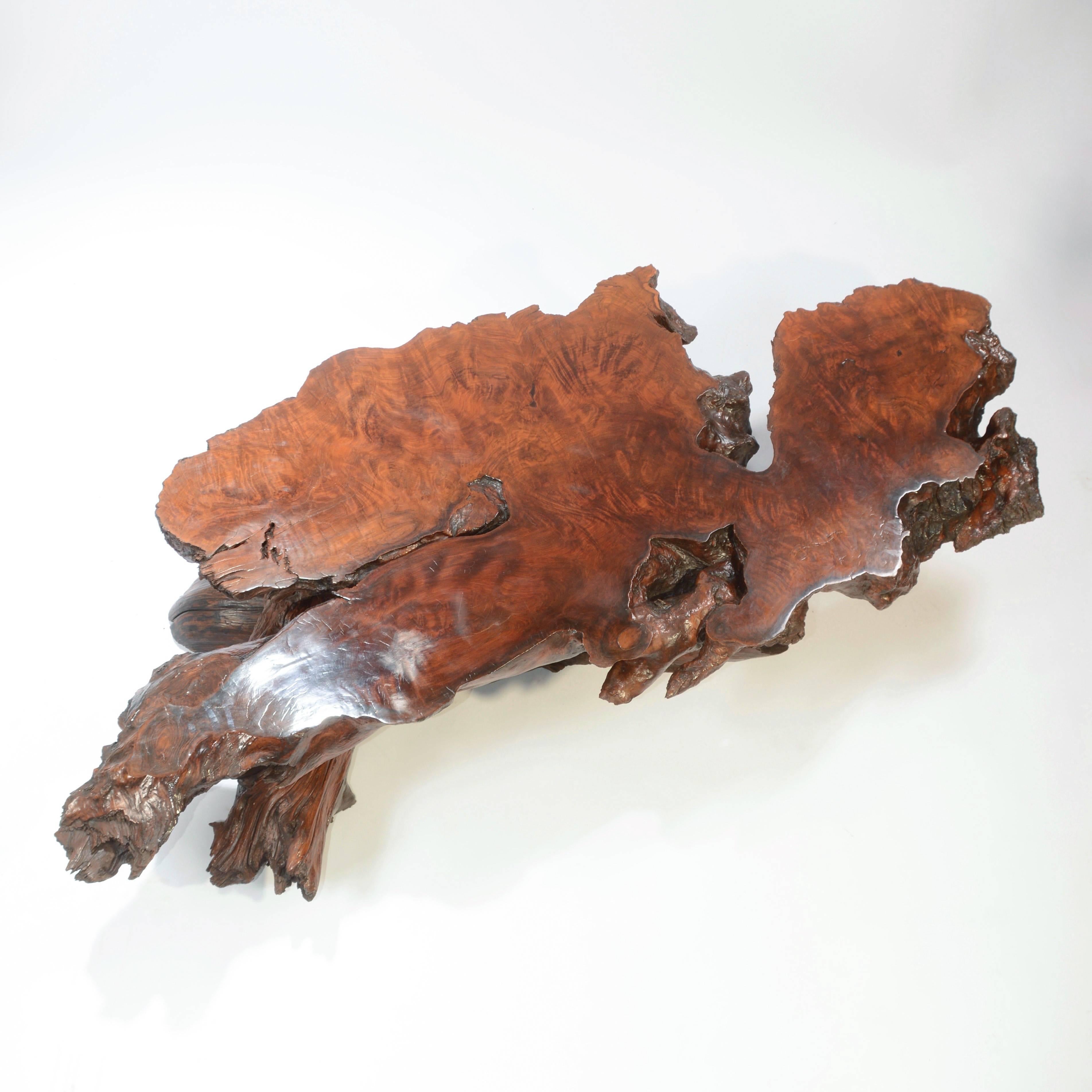 An exceptionally large vintage burl wood coffee table with stump base. In excellent condition.
 