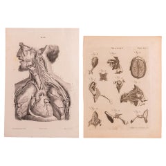 Drucke zur chirurgischen Anatomie