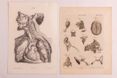 Drucke zur chirurgischen Anatomie