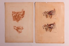 Drucke zur chirurgischen Anatomie