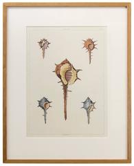 Four Prints of Shells from Perry's Conchology