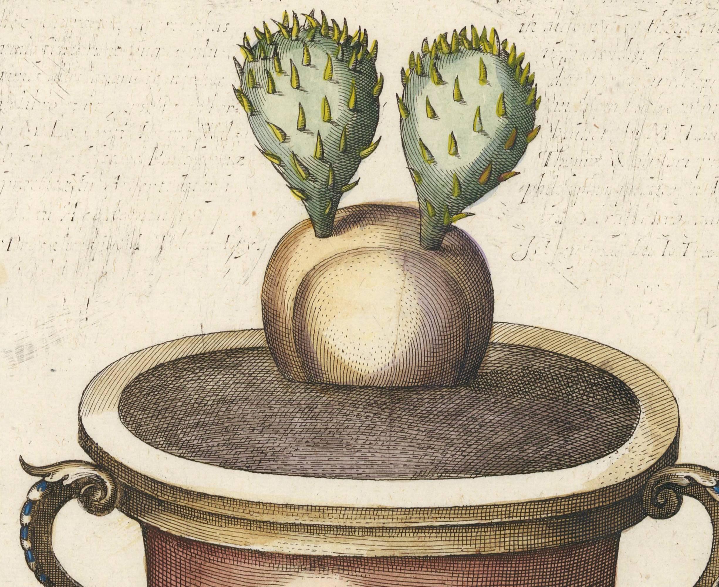 German Prickly Pear Cactus by Michael Bernhard Valentini, 1719 For Sale