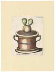 Prickly Pear Cactus by Michael Bernhard Valentini, 1719