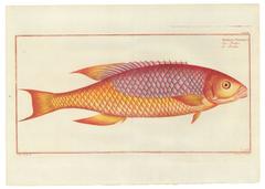 Set of Four Hand-Colored Fish Prints by Bloch, 1797