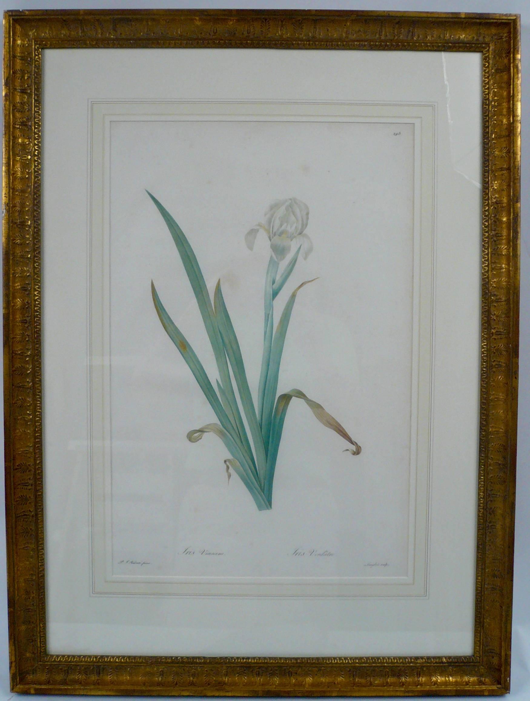 This pair of botanical prints from Pierre Joseph Redoute's 'Les Liliacees,' are beautifully colored and tastefully custom framed and matted.