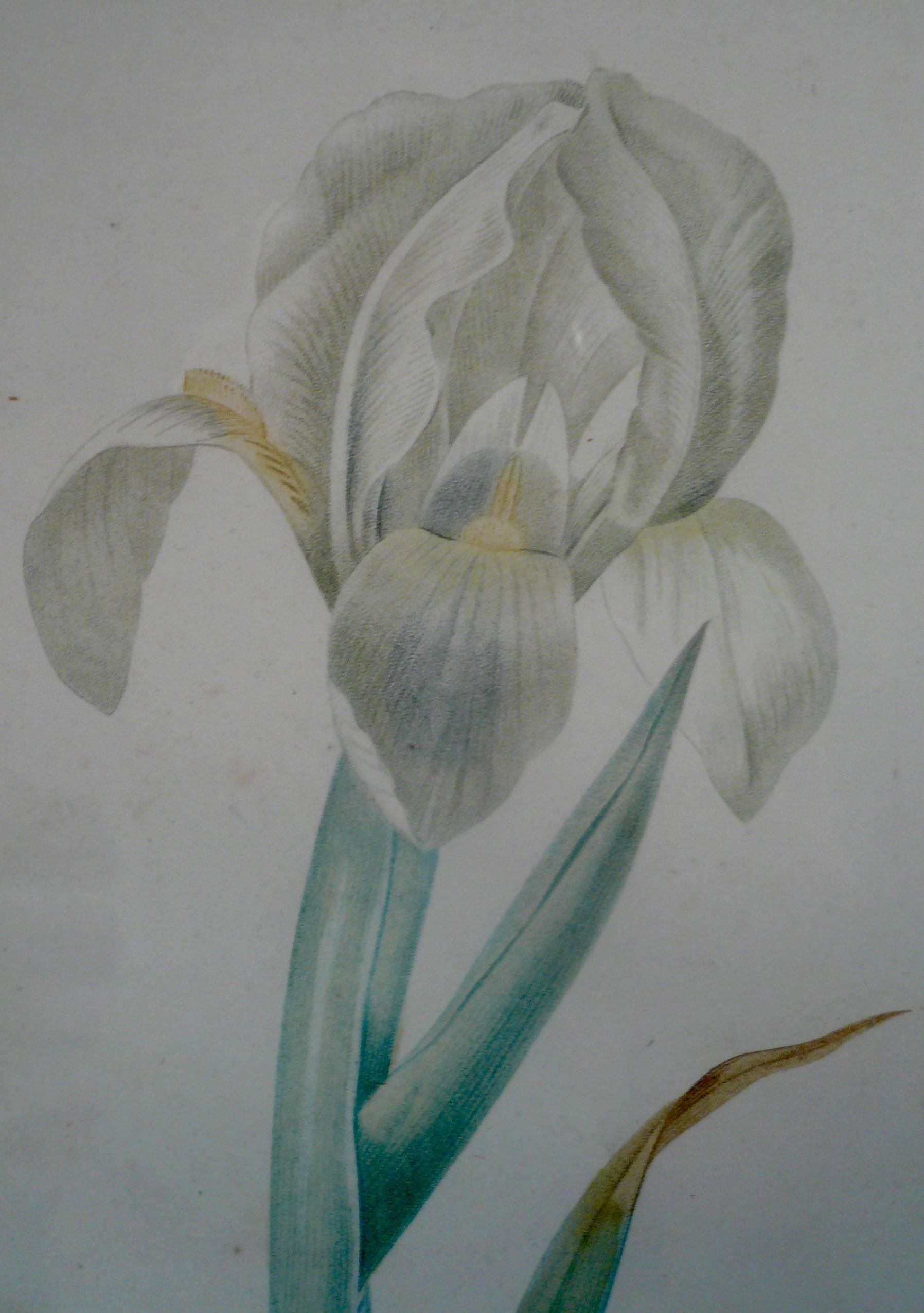 Engraved Pair of Botanical Stipple Engravings by P. J. Redoute