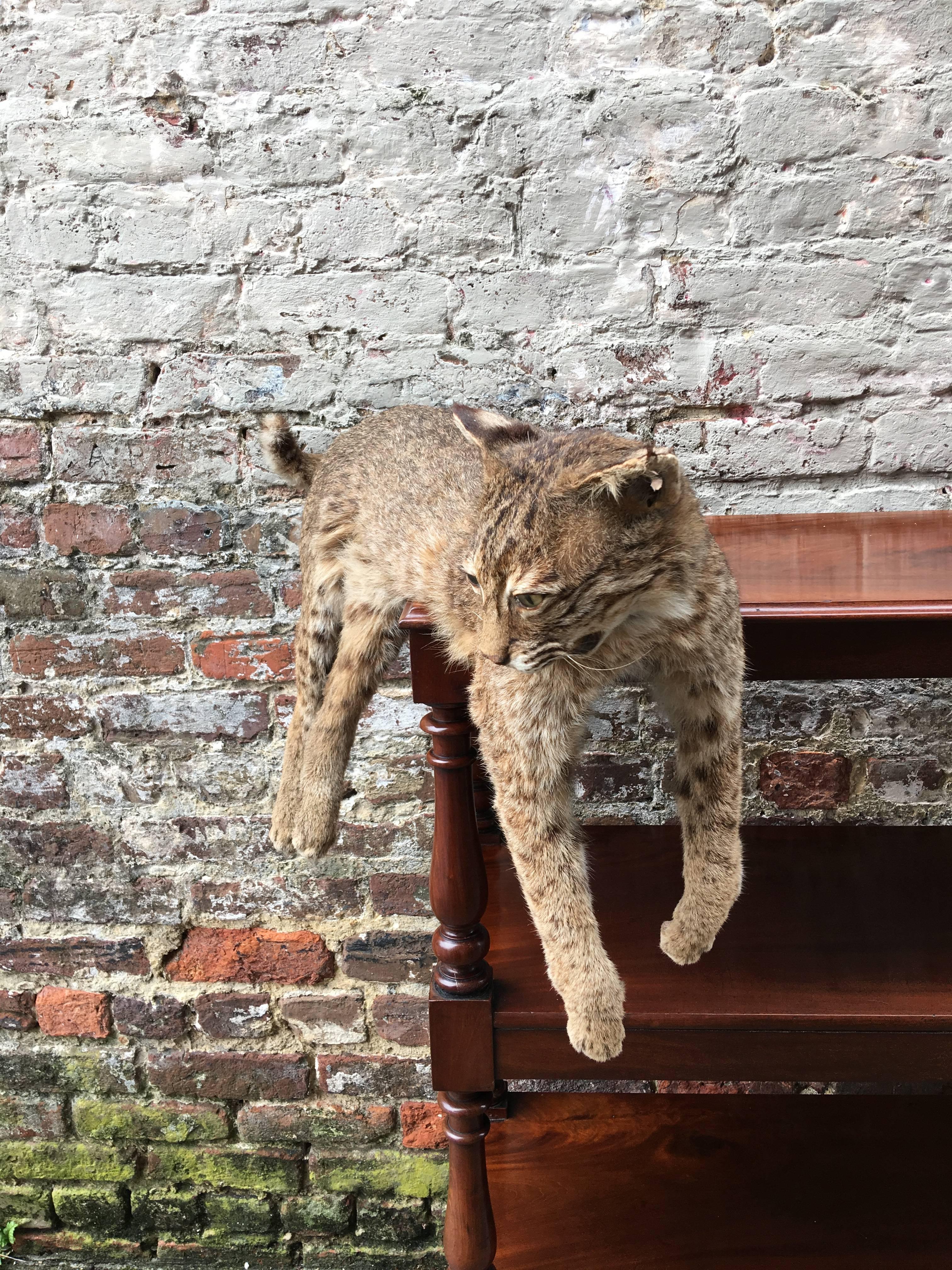 North American American Taxidermy Bobcat, Early 20th Century