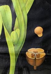 Quentell Vintage Framed School House Botanical Chart