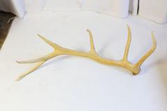 Pair of Very Large Elk Antlers