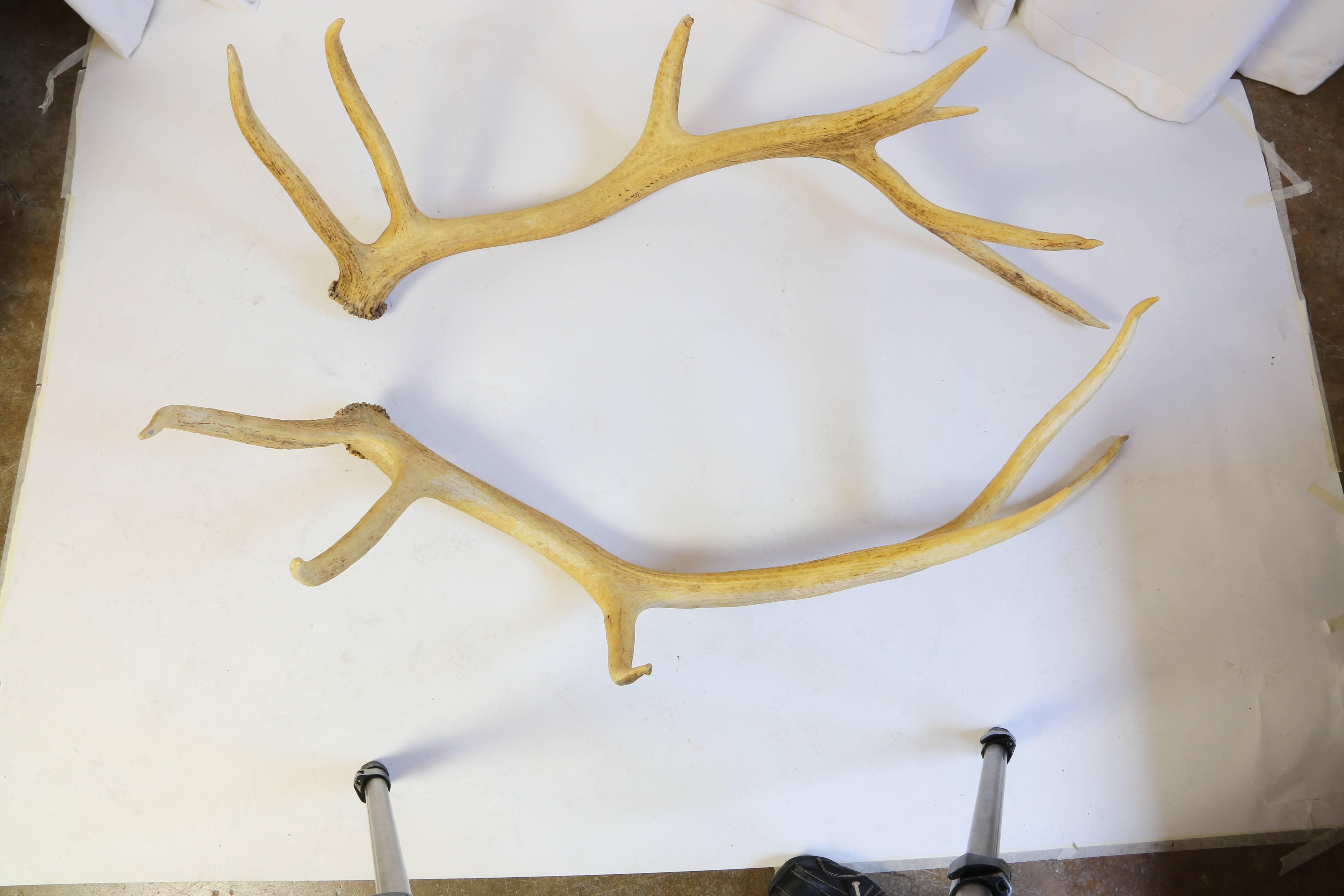Pair of Very Large Elk Antlers For Sale at 1stDibs