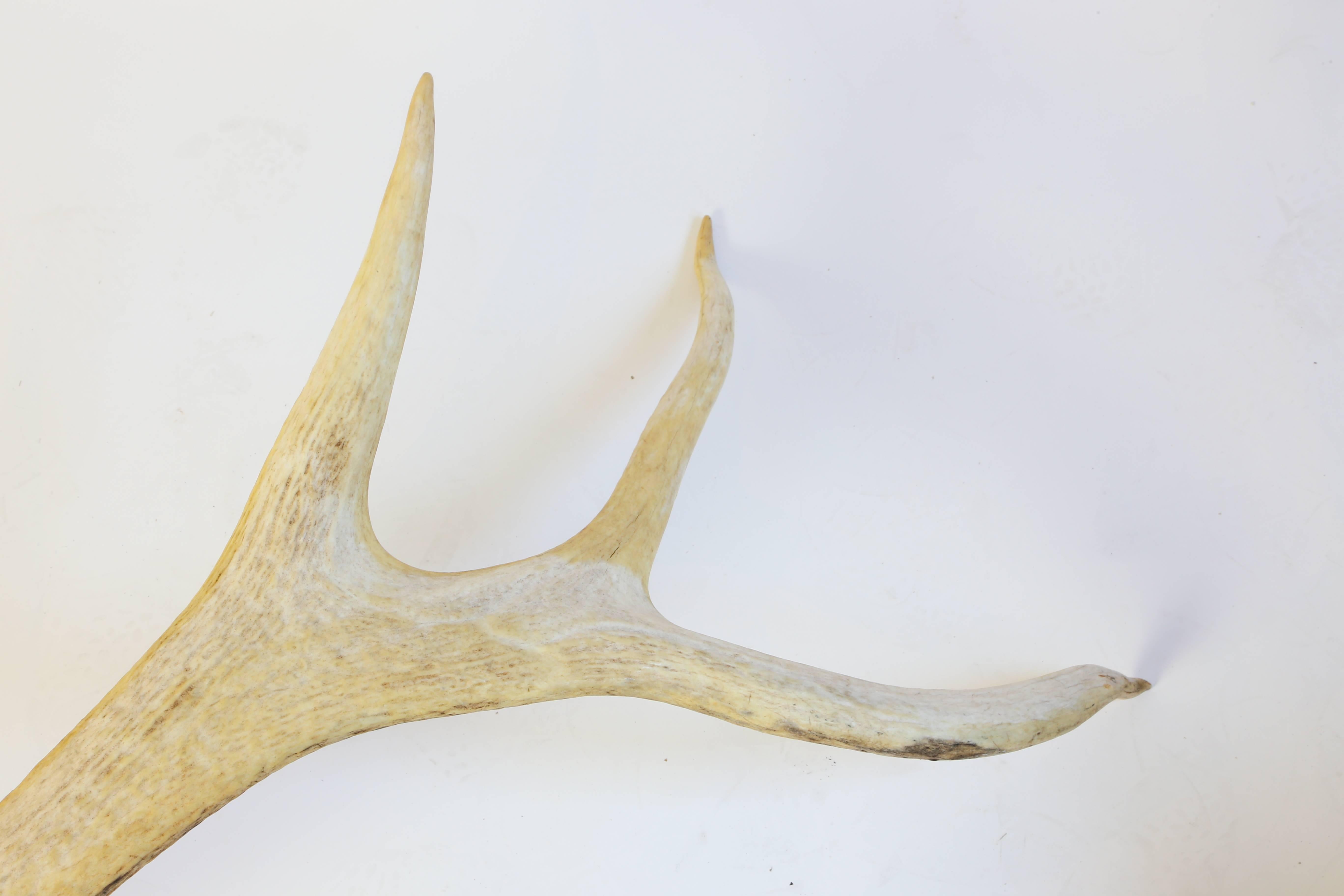 Pair of Very Large Elk Antlers For Sale at 1stDibs