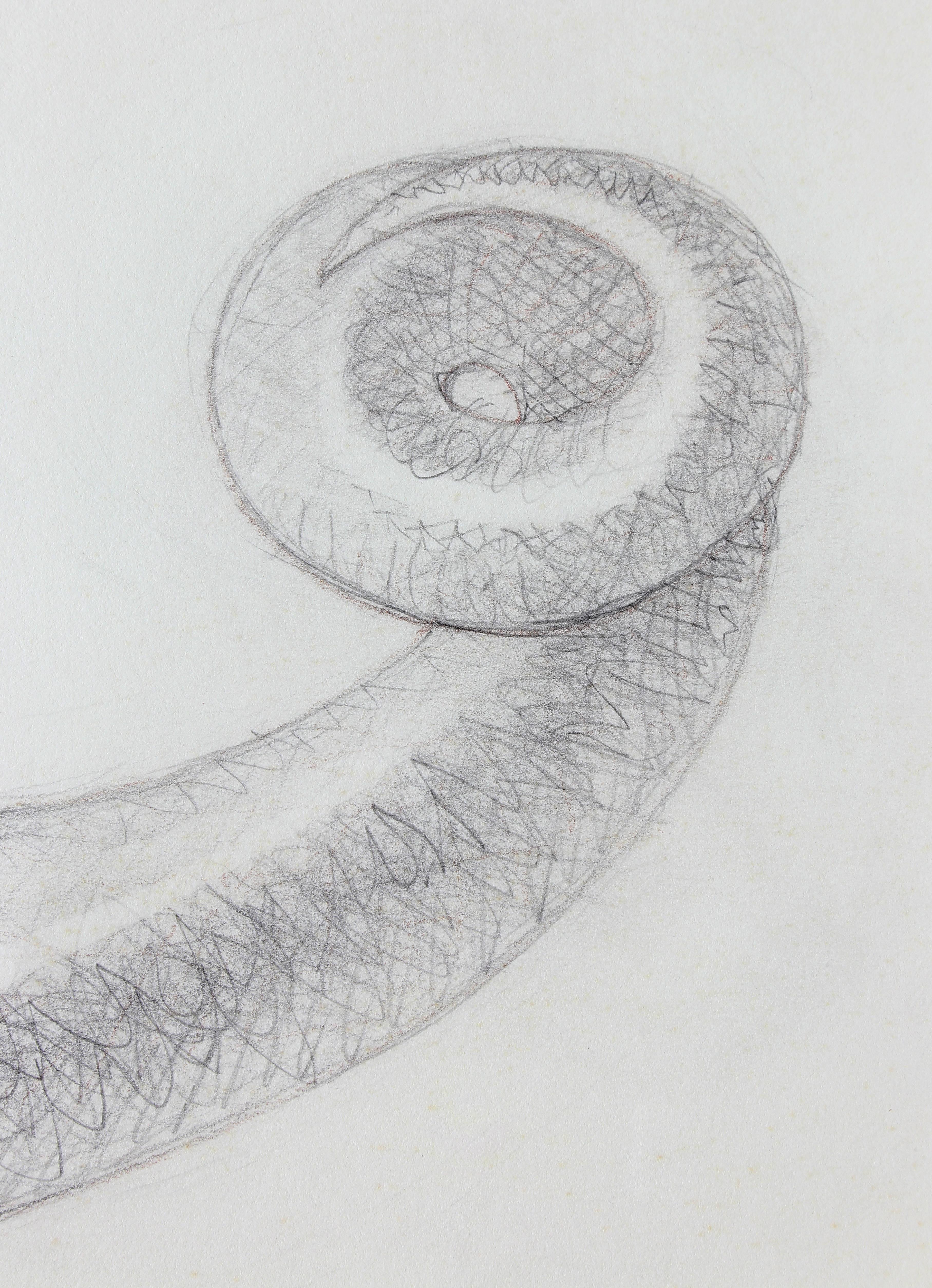 American Framed Original Pencil Drawing of an Iguana