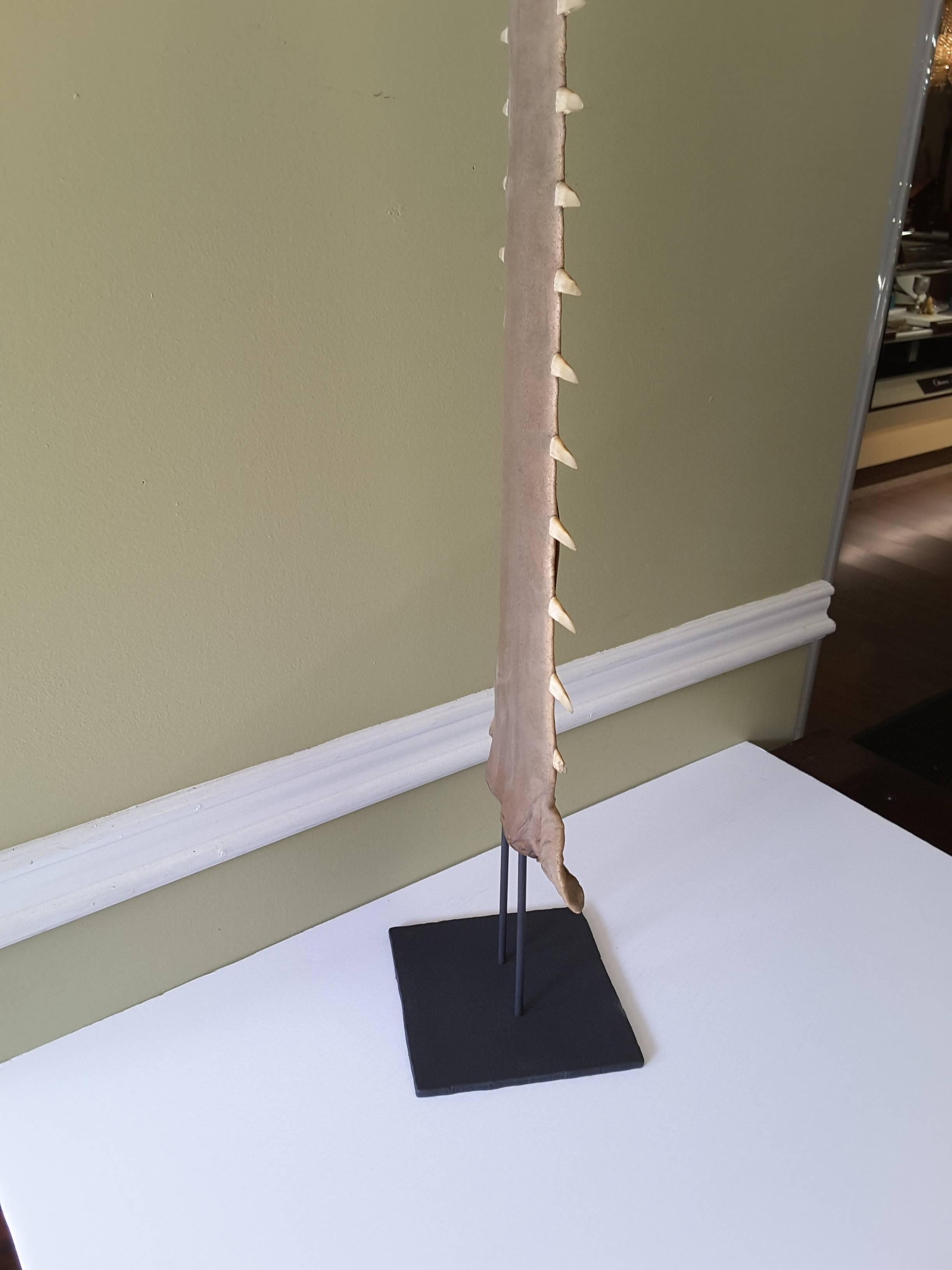 A large sawfish bill on a double pin museum mount, American 19th century with family history of sawfish bill on the back. (Please see photo) the overall height is 36