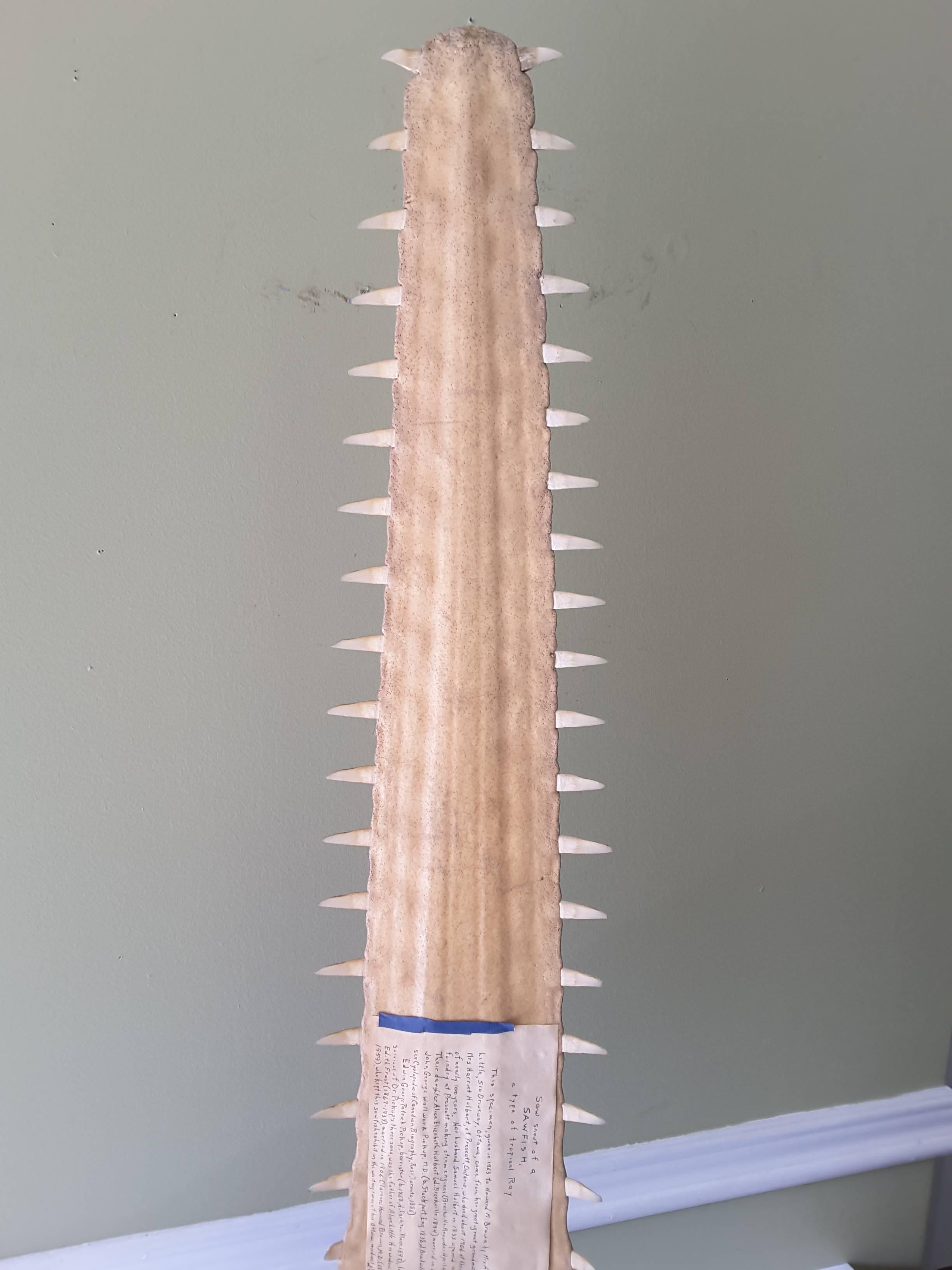 A Large Sawfish Bill on a Museum Mount, American 19th Century and Family History In Good Condition In Ottawa, Ontario