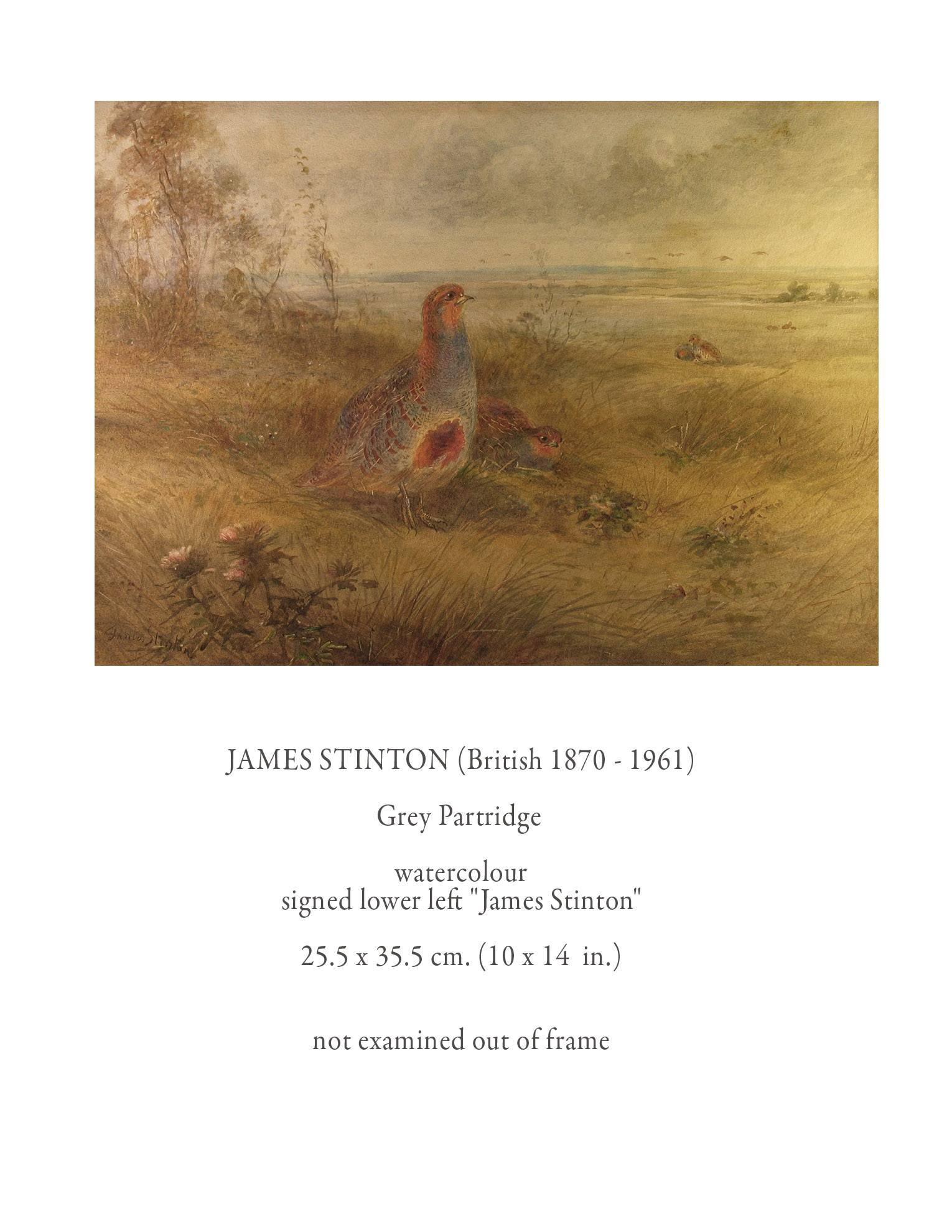 James Stinton "Grey Partridge" watercolor (British 1870-1961), Signed on the lower left, James Stinton, But not dated, mounted in a gold gilt frame, the watercolor measures 10" inches x 14" inches, The painting is of a partridge
