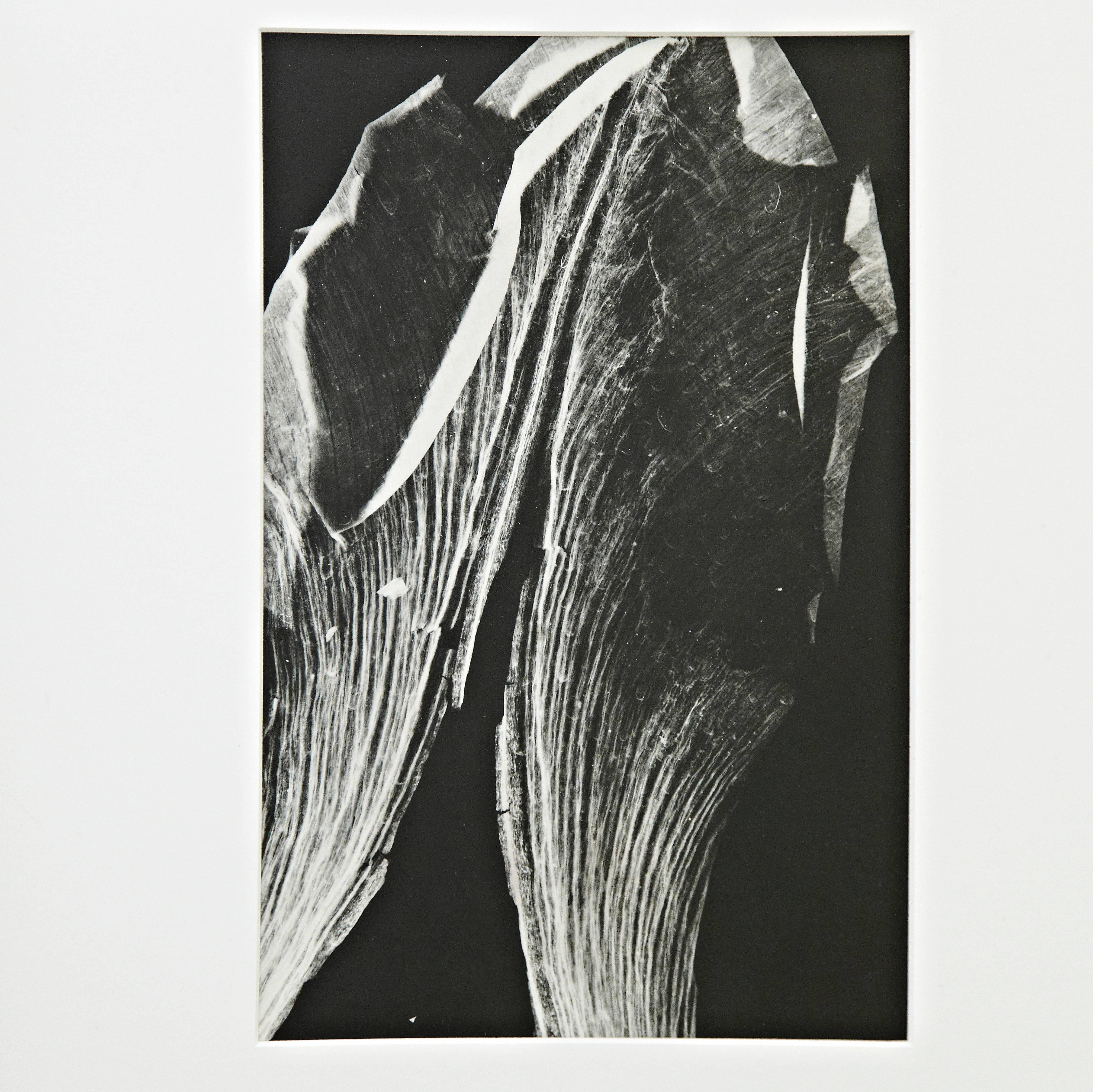 Photogram by Enrico Garzaro from the Flora serie, 2015,
with an old frame included.

