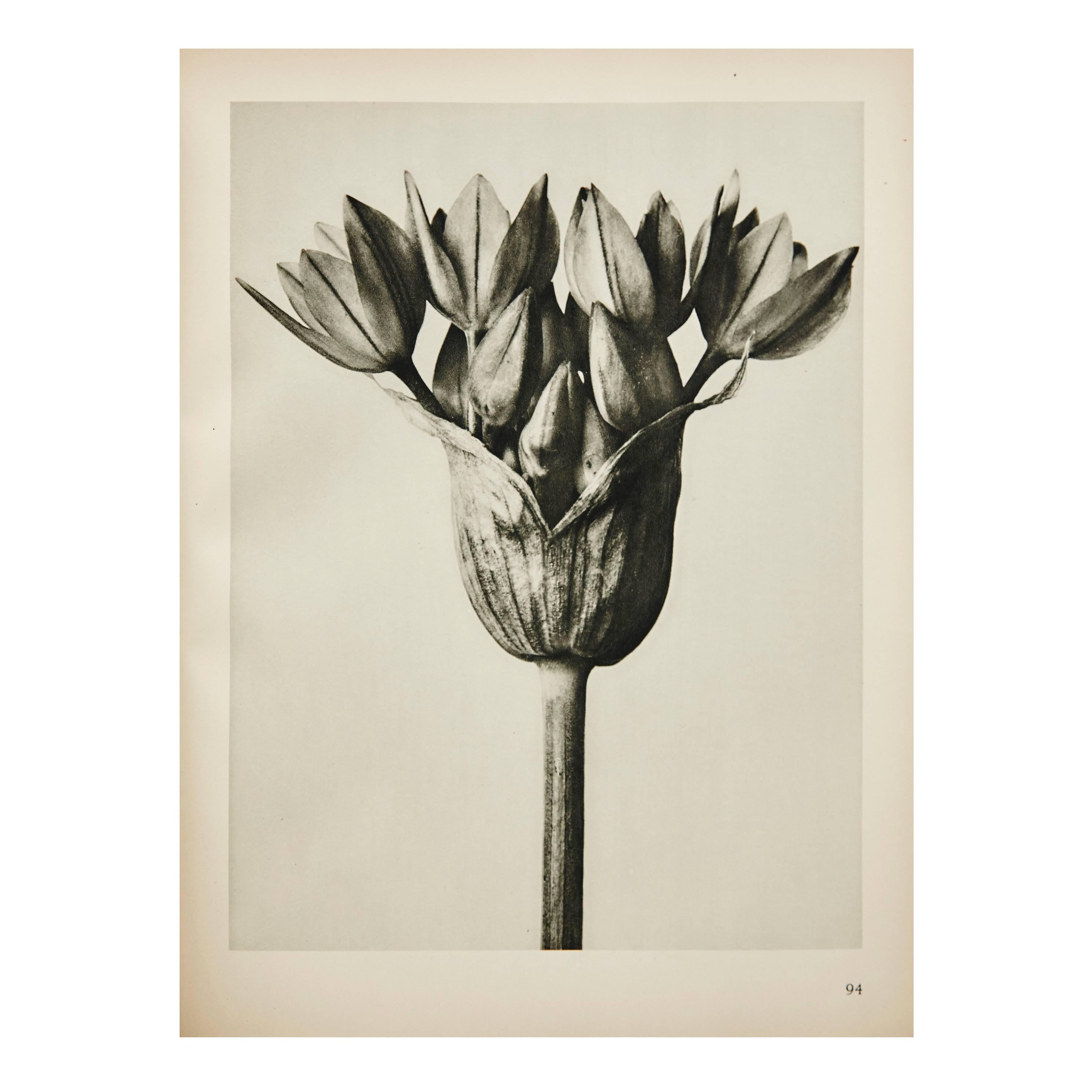 Photogravure from the First edition from Unformen Der Kunst in 1929.

In good original condition, with minor wear consistent with age and use, preserving a beautiful patina.

Karl Blossfeldt (June 13, 1865 – December 9, 1932) was a German
