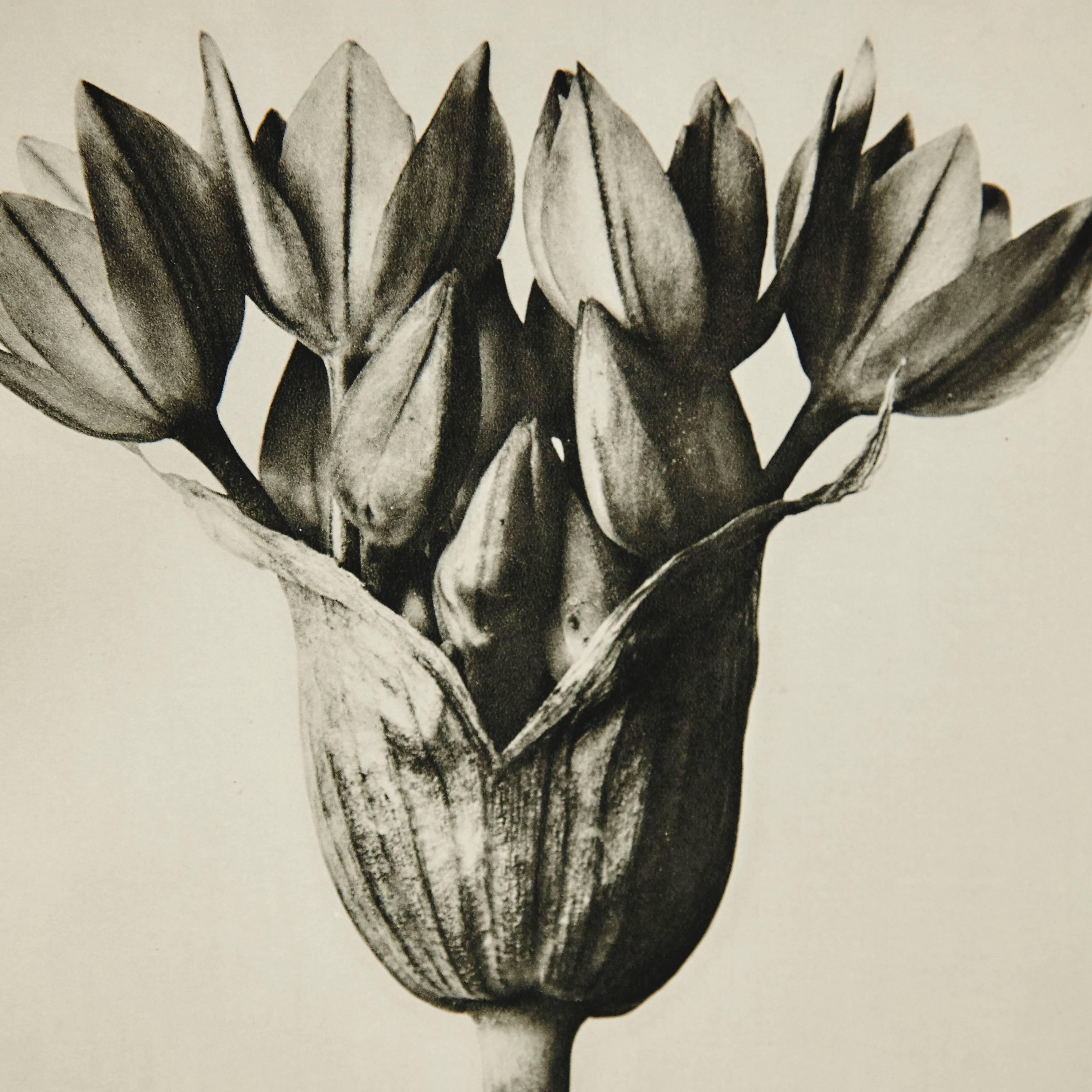 karl blossfeldt prints