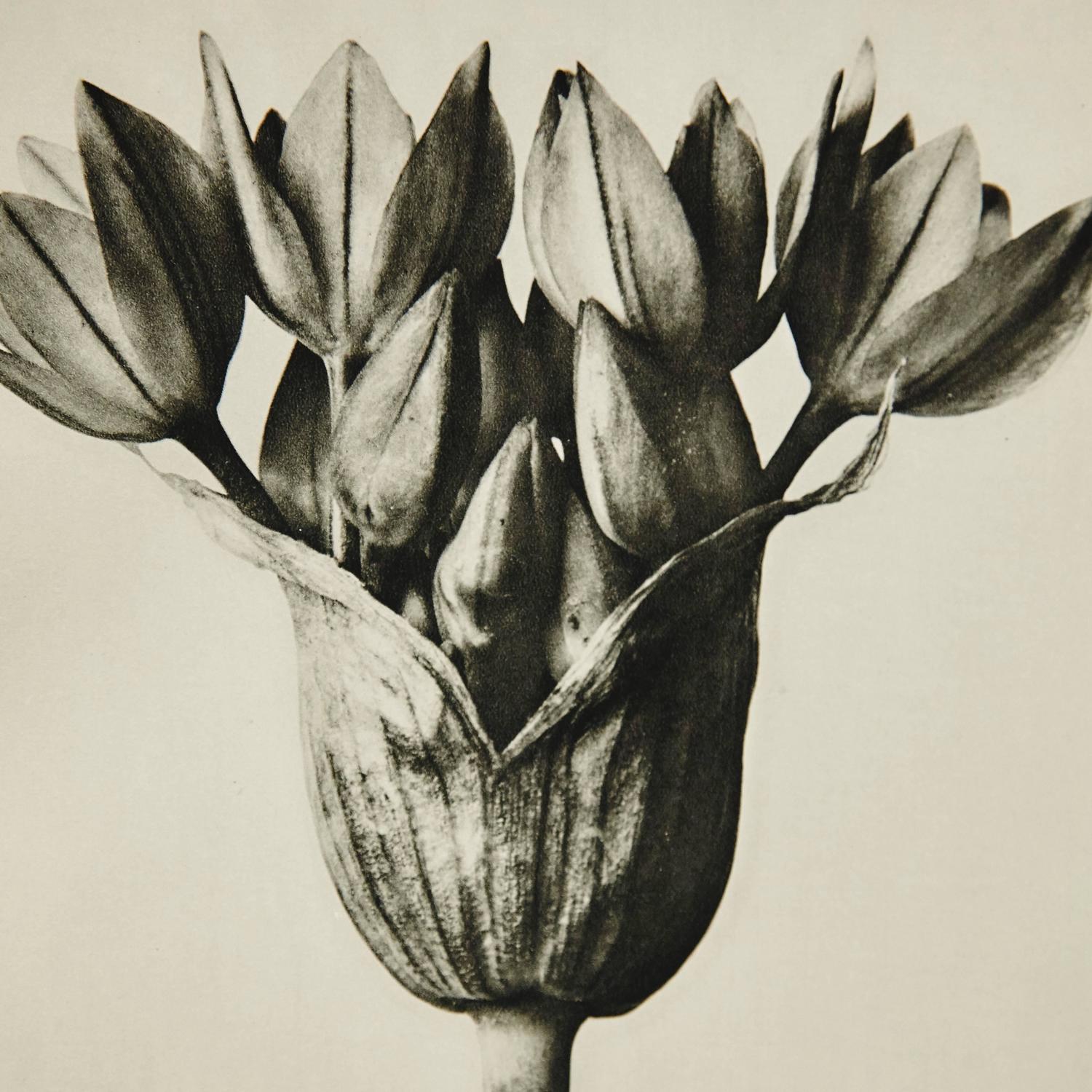 Karl Blossfeldt Photogravure, 1929 For Sale at 1stdibs