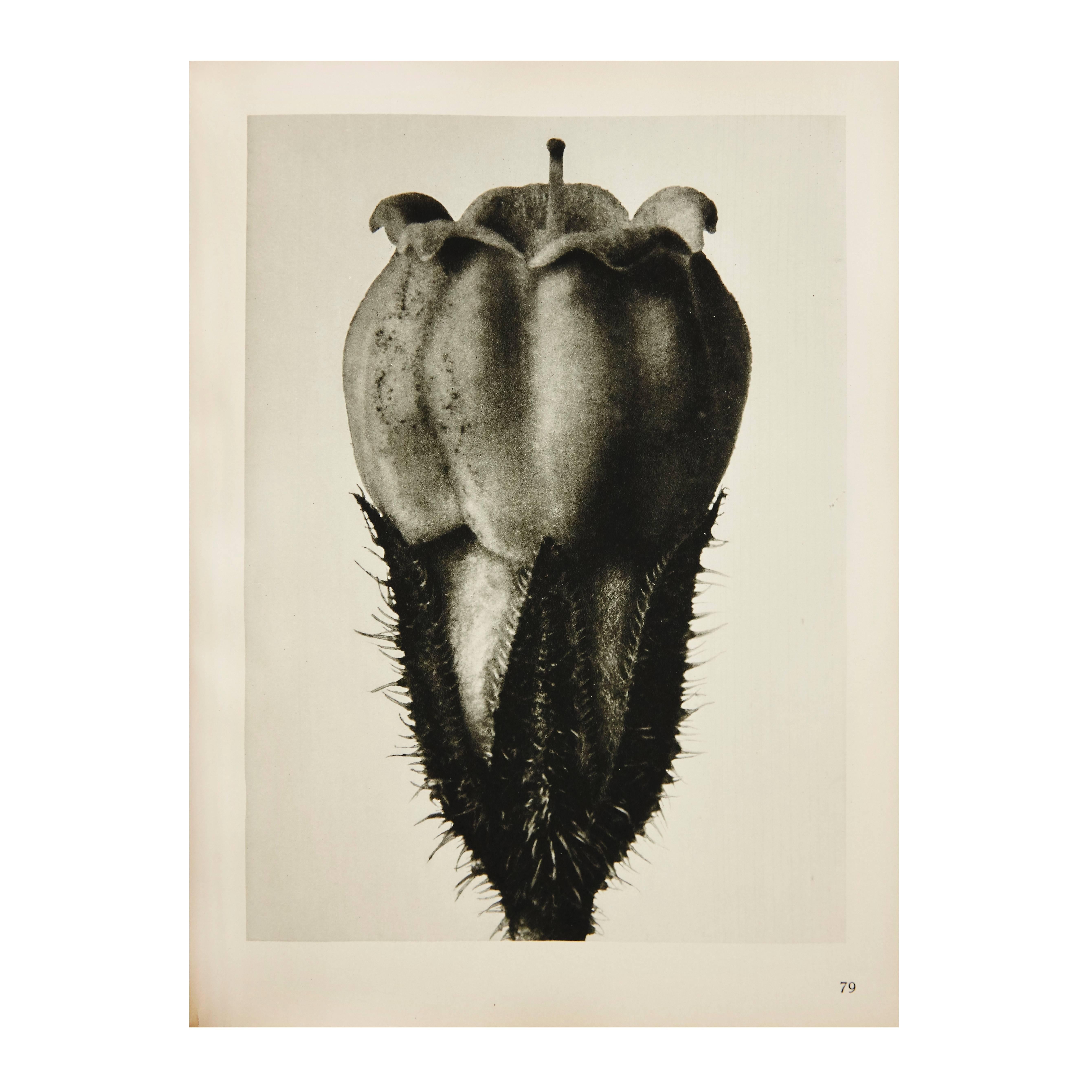 Photogravure from the First edition from Urformen Der Kunst in 1929.

In good original condition, with minor wear consistent with age and use, preserving a beautiful patina.

Karl Blossfeldt (June 13, 1865 – December 9, 1932) was a German