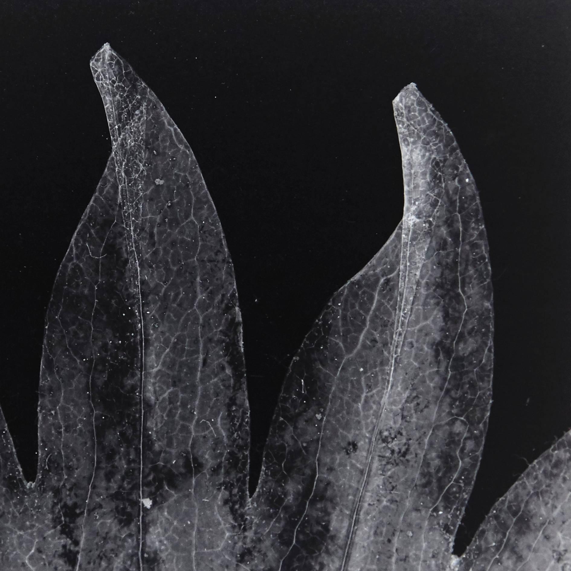 Photogram by Enrico Garzaro from the Flora serie, 2015.
Gelatin silver paper.