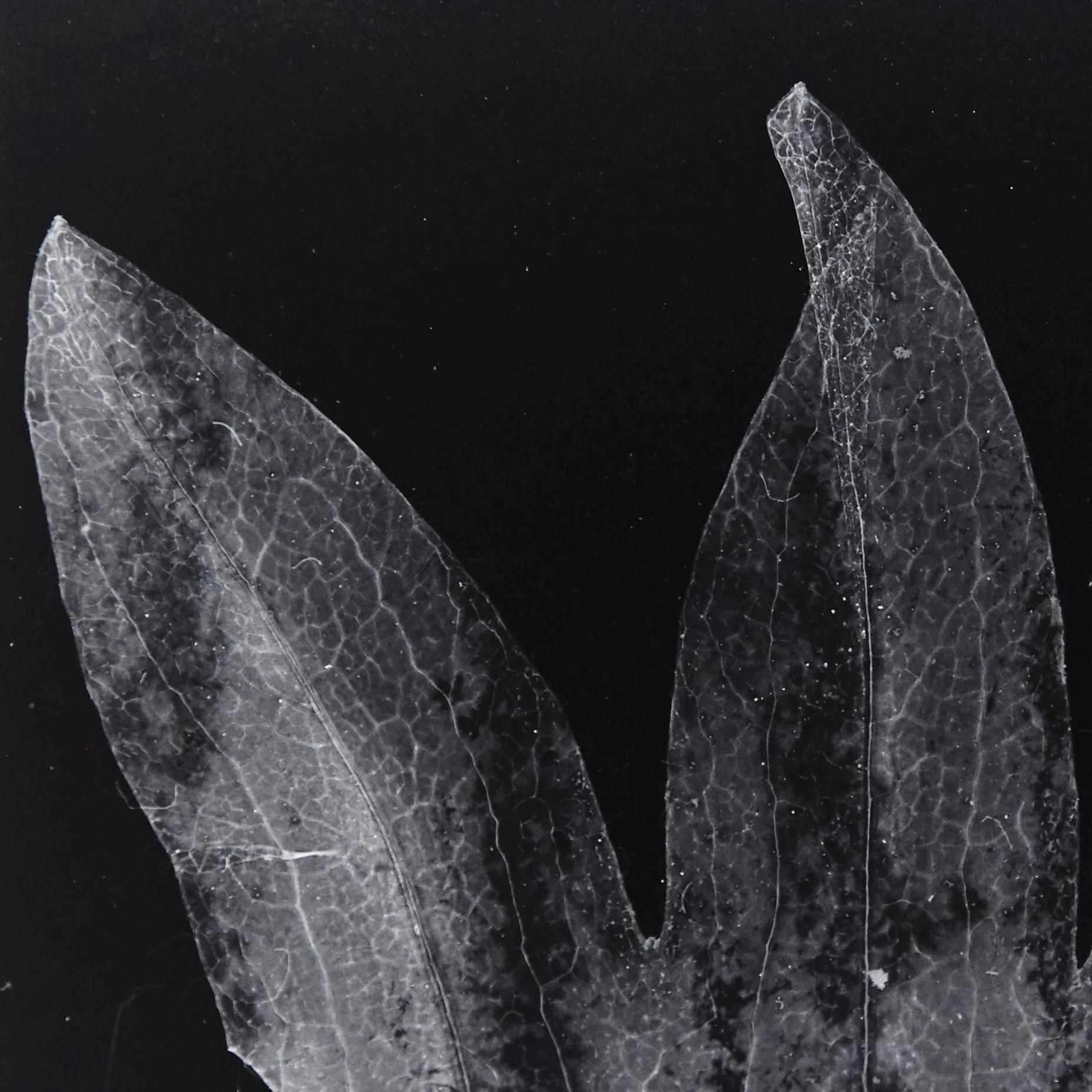 Mid-Century Modern Enrico Garzaro, Flora Photogram Black and White Photography