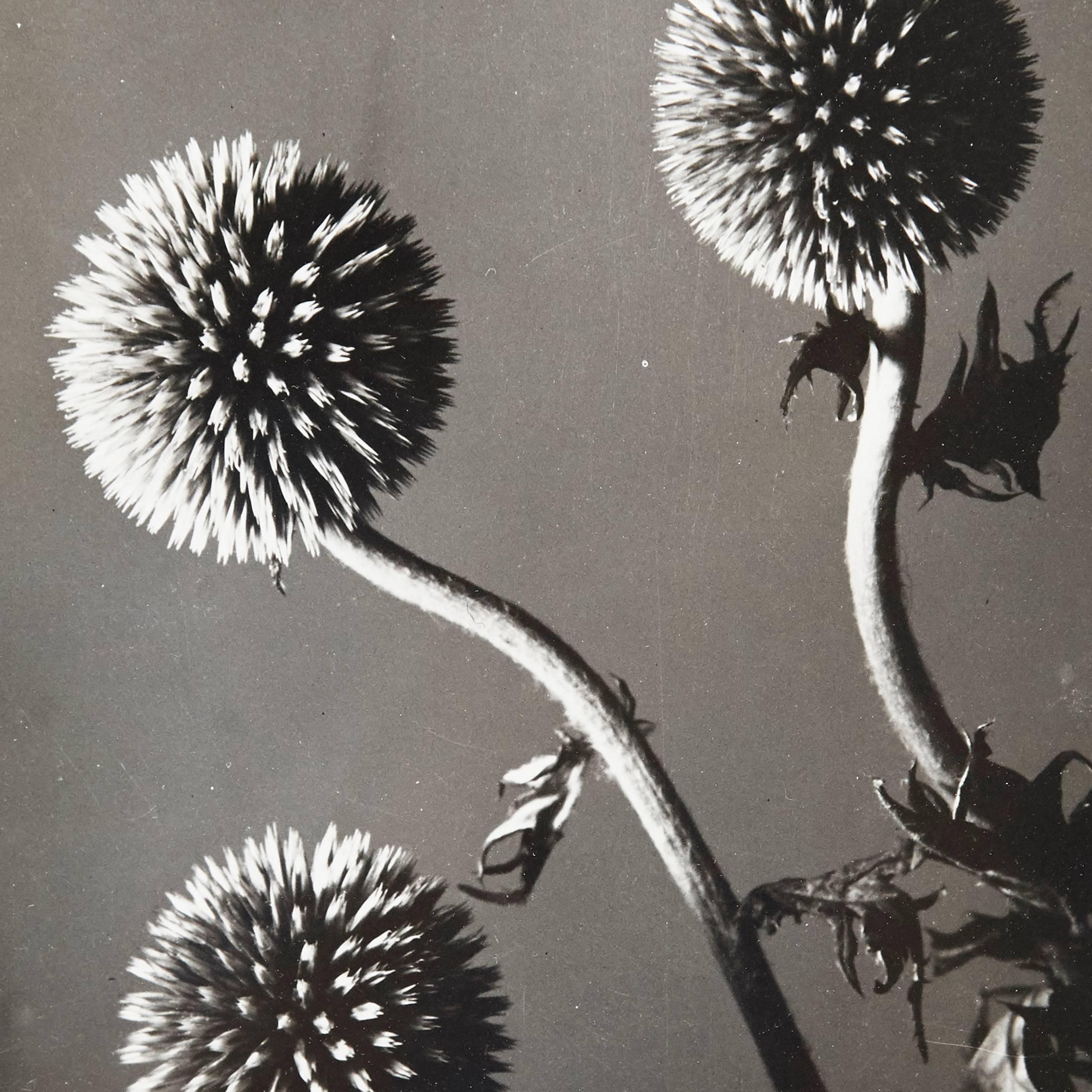 Flowers photographed by Man Ray in 1934.

A posthumous print from the original negative around 1970 by Pierre Gassmann. Gelatin silver bromide.
Frame not included.

In good original conditions.

Born (Philadelphia, 1890 - Paris, 1976) Emmanuel