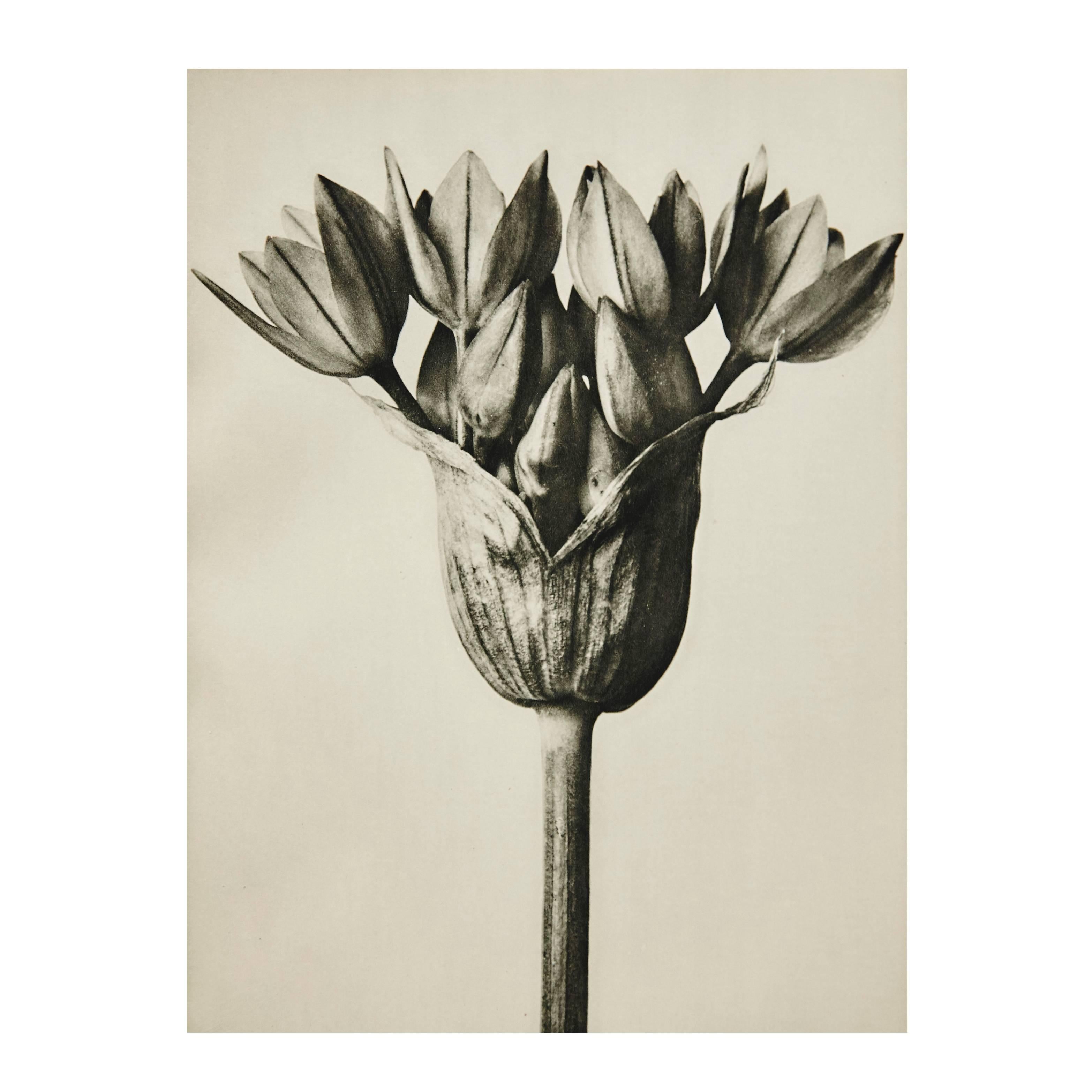 Karl Blossfeldt Photogravure, 1929