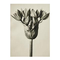 Karl Blossfeldt Photogravure, 1929 6