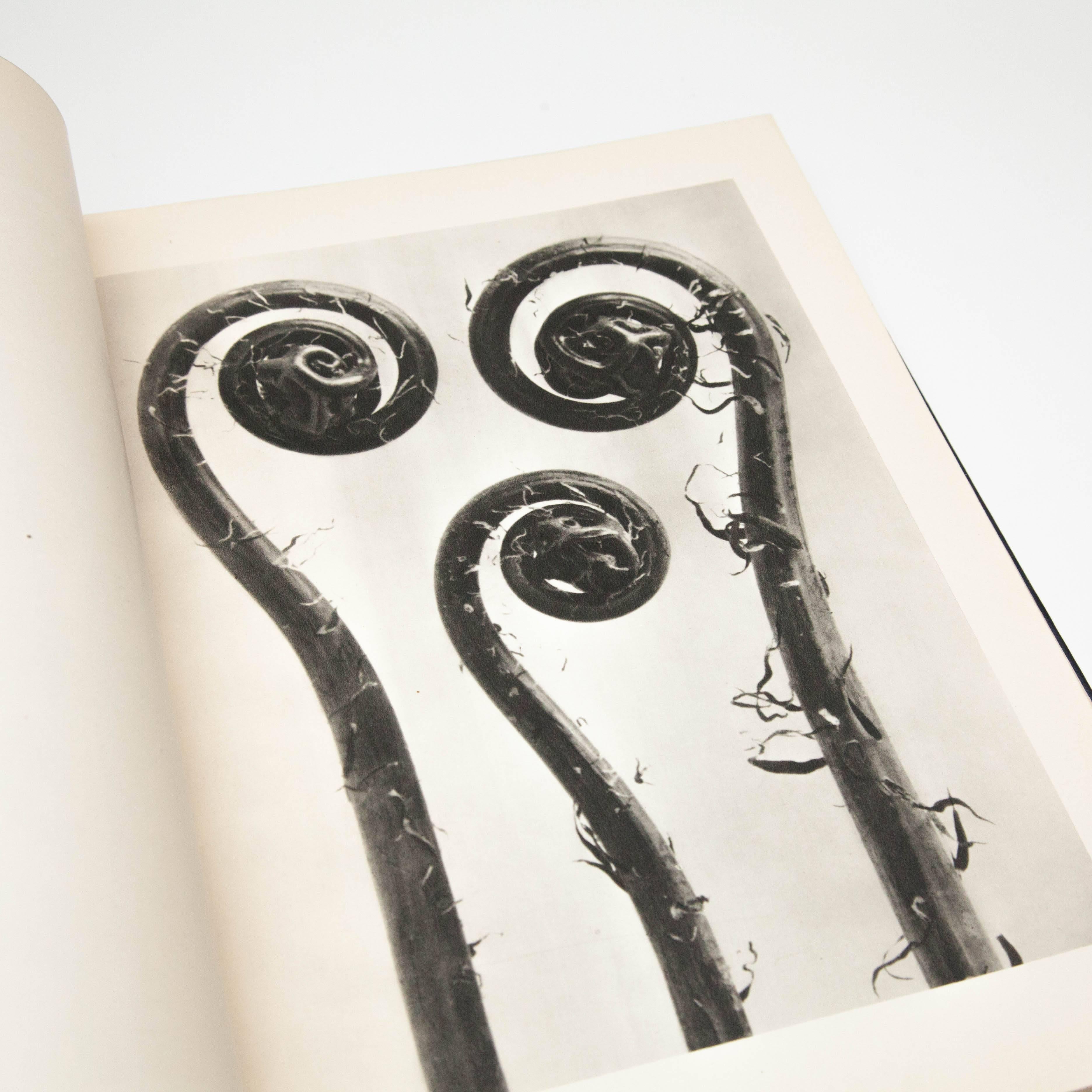 Paper Karl Blossfeldt 