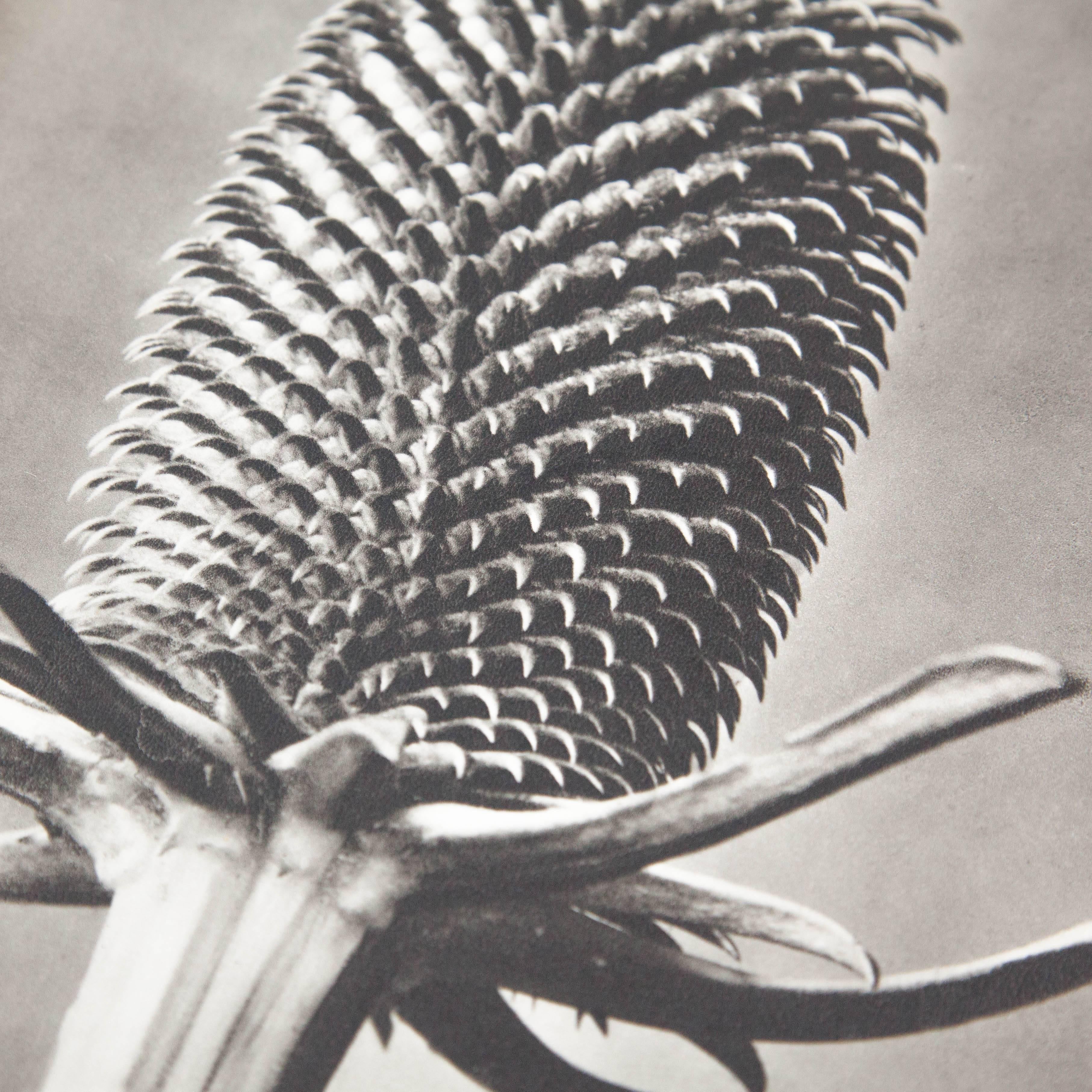 Karl Blossfeldt 