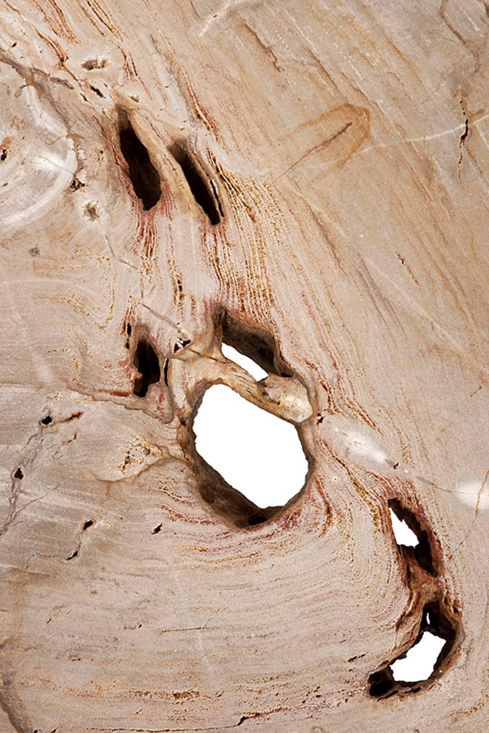 Indonesian Stoned Petrified Wood Coffee Table on Stainless Steel Base